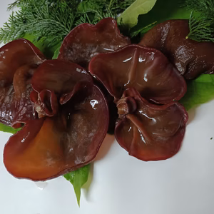 クール便【食べる美容液】純国産生きくらげ・長野県御代田（軽井沢の隣町）農薬不使用