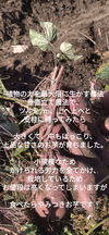 さつまいも4kg　垂直立て栽培！食べ頃、紅あずまサイズMIX