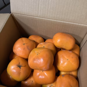 残り一つです♪出始めたばかりの刀根柿（ご家庭用5キロ箱込）