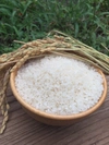 再登場！白米　令和２年度産　減農薬栽培　京都丹後米こしひかり　