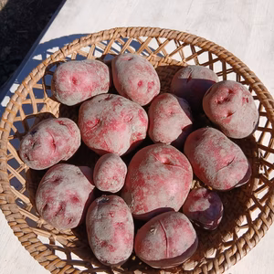 アンデスレッドジャガイモ