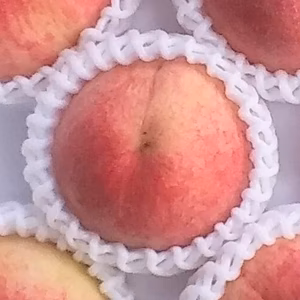 【桃の季節】白鳳桃(糖度12度冷蔵便)2kg用箱詰め和歌山産