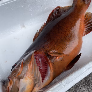 【捕獲動画あり】スジアラ（アカジン）3.2kg 鱗、内臓処理済