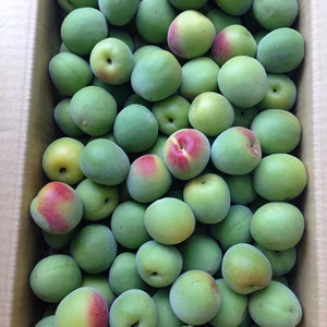 【2026年･青梅①】みなべ町から南高梅 4L大玉 