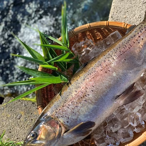 信州サーモン　１匹あたり　２ｋｇ　3枚おろし（皮なし）