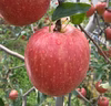 早生りんごの定番りんご！つがる（10個から12個）9月10