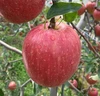 早生りんごの定番りんご！つがる（10個から12個）9月10