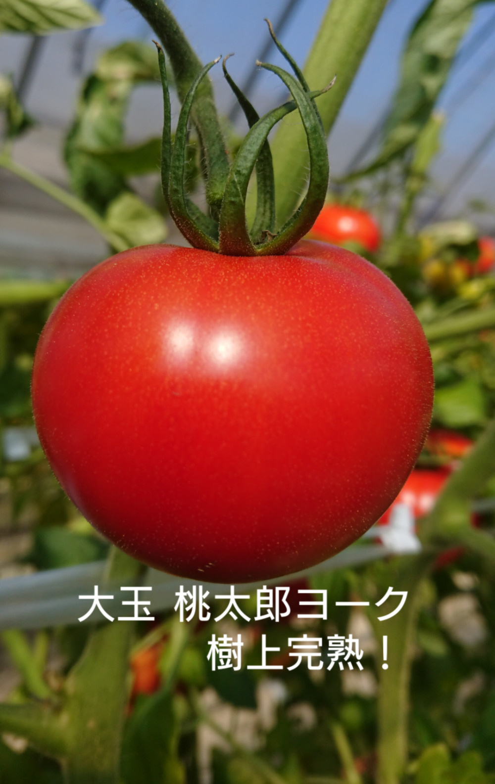 減農薬 高糖度 極甘結とまと サイズおまかせ！｜野菜の商品詳細