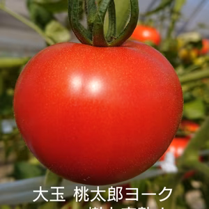 減農薬 高糖度 極甘結とまと　サイズおまかせ！