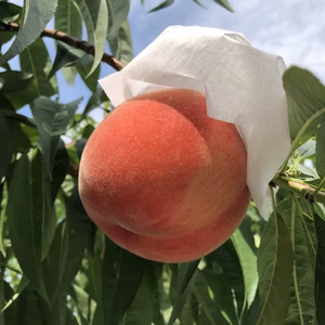 飛騨おとめ（3㎏箱）ちょっとおぞいものセレクション