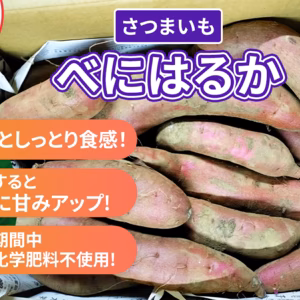 熟成さつまいも　べにはるか　紅はるか　　パチャママ農園