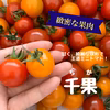 完熟ミニトマト！千果　約1kg