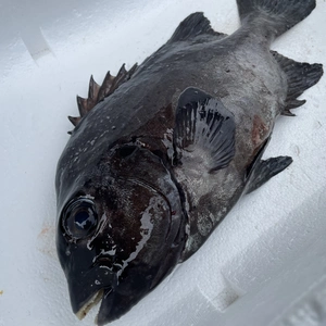 【魚突き】捕獲動画あり　石鯛1.0kg鱗、下処理済み