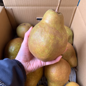 山形県産　中〜大玉シルバーベル✨【訳あり】