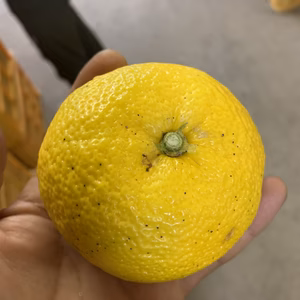 「数量限定」熊本県産　我夢舎羅村　柚子