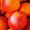 竹吉園　10箱限定　お試し3種プラス1種　春の旬の柑橘詰め合わせ　おまけ