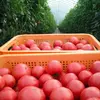 【無添加】北海道産１００％ピュア・スイート・トマトジュース４本セット