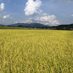 令和7年産 伊賀コシヒカリ ～忍者の里が育んだ至高の一粒～