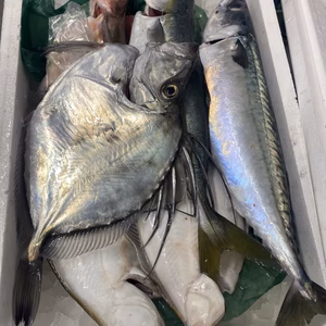 本日水揚げ❗️鮮魚ガチャ❗️大 サバ付きセット