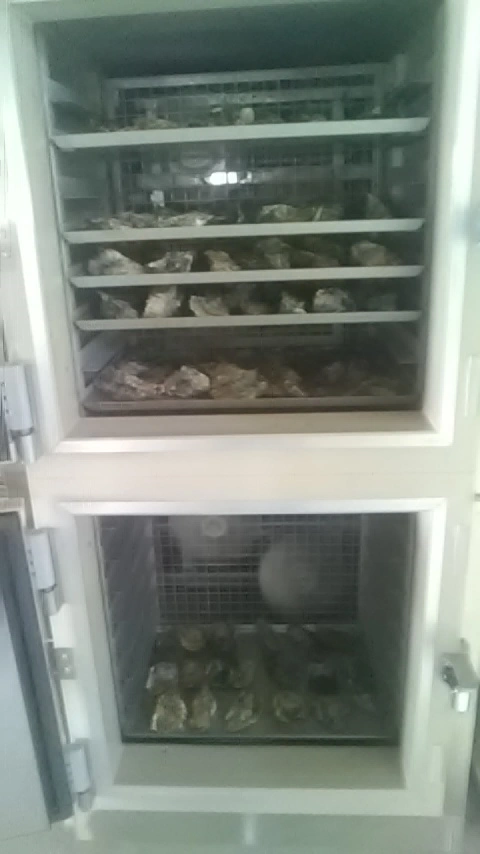 採れたて厳選冷凍牡蠣(800g×2P)【玄界灘産】【生食用】【紫外線殺菌済】