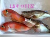 ［数量限定］アラアマBox‼️アラ＋甘鯛の高級魚セット