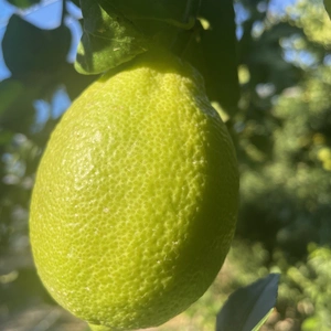 島の果実、越田農園のハウス栽培　グリーンレモン