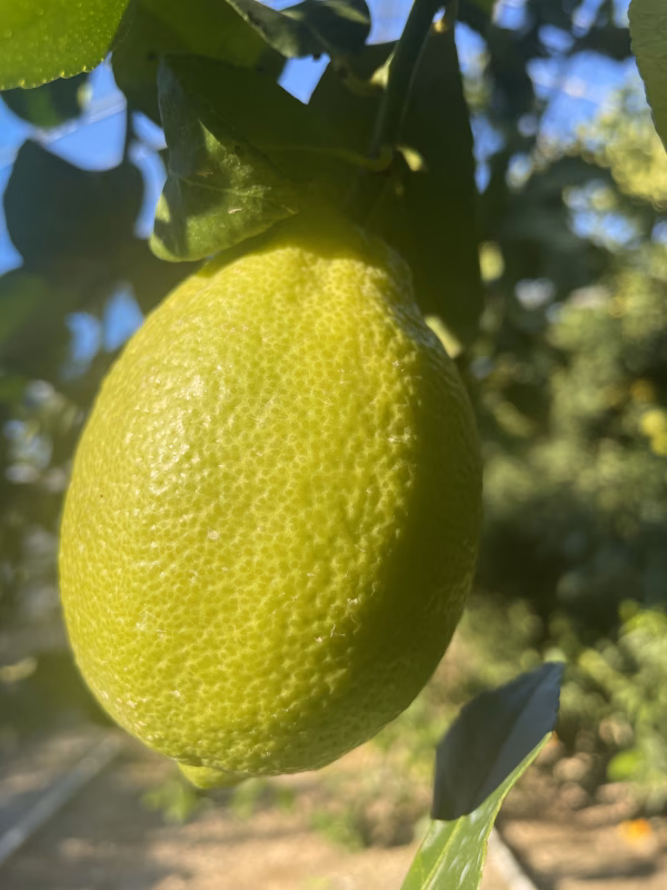 島の果実、越田農園のハウス栽培レモン