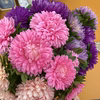 農家直送大輪アスター22本(22輪〜24輪) 1月末終了