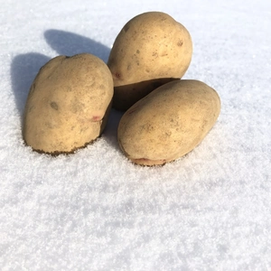 シュガーポテト⁉︎熟成ジャガイモ【はるか】　Mサイズ
