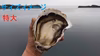 【レア】隠岐 ちぶり島の岩牡蠣　特大(650～800ｇ)