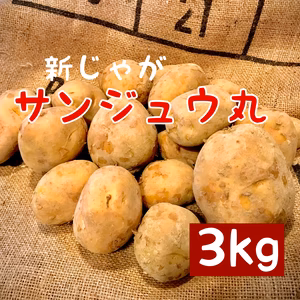 採れたて新 じゃがいも サンジュウ丸 馬鈴薯新品種