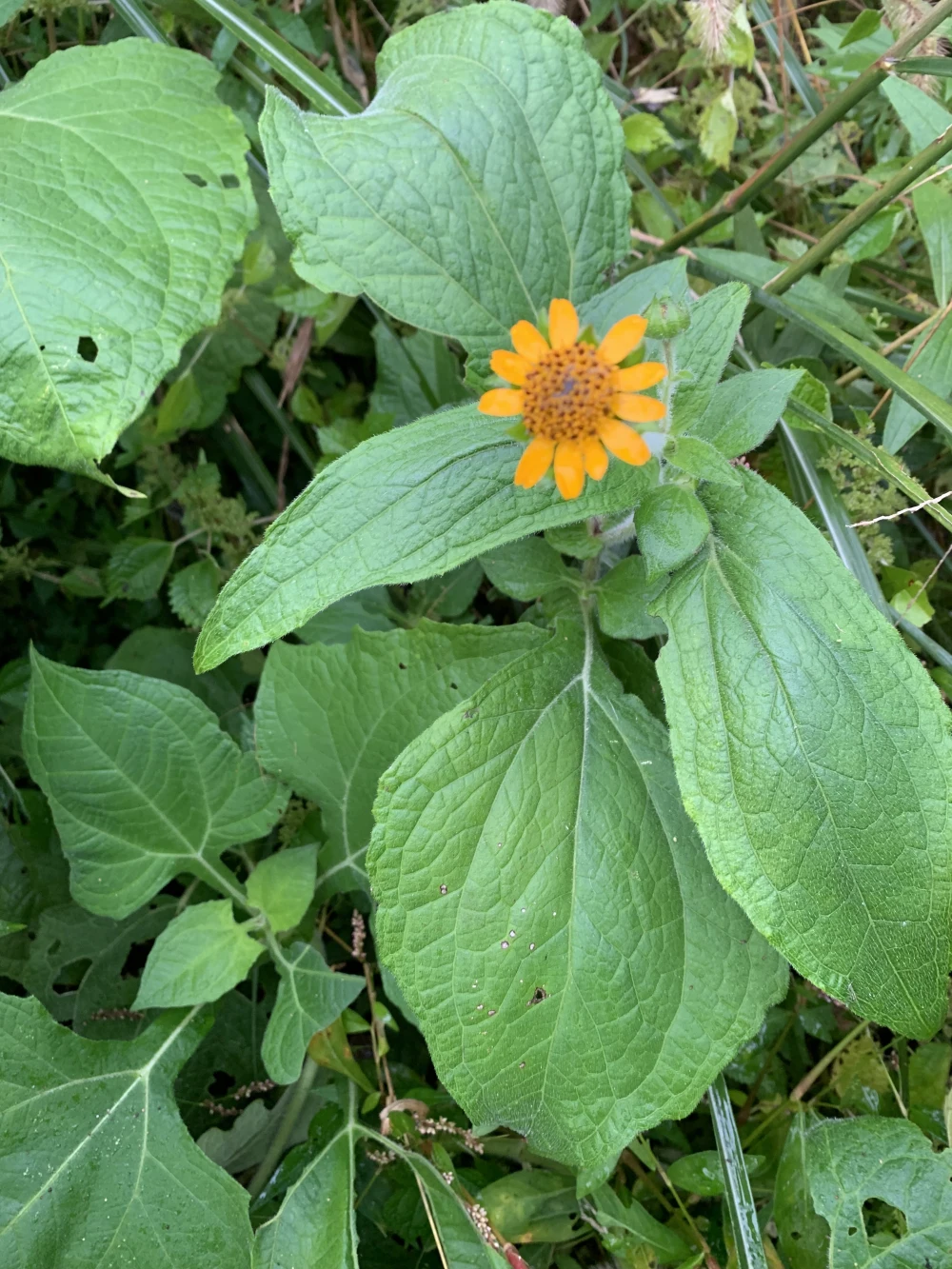 無農薬無肥料！　シャキシャキ健康野菜ヤーコン