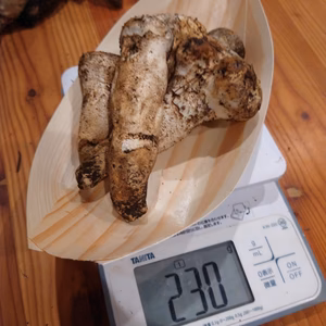 特価!◆ニセコ産◆白松茸(モミタケ)