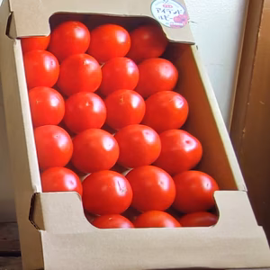 調理用トマト「アイランドルビー」