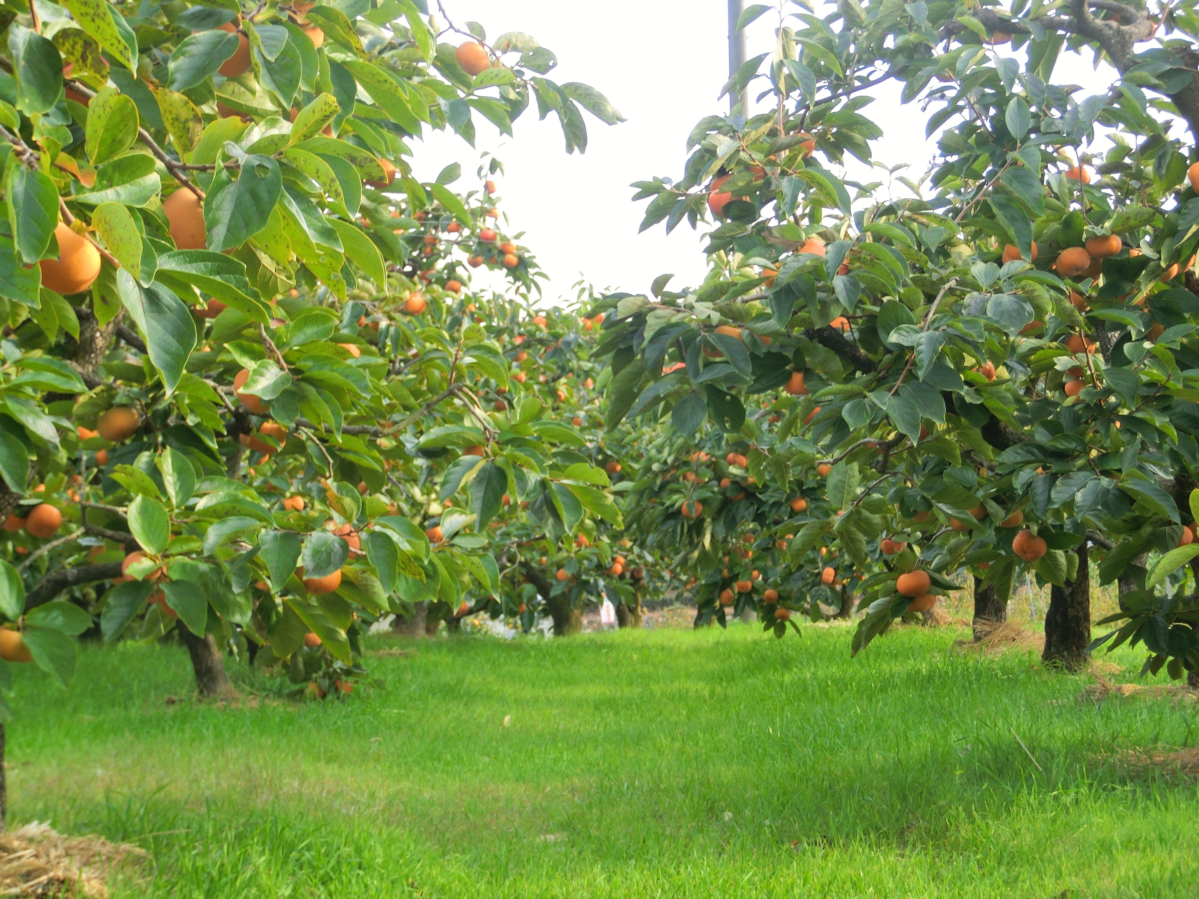 幻の柿 次郎柿を干し柿にしちゃいました 柿乃助5個 6個入り0g ２袋セット 農家漁師から産地直送の通販 ポケットマルシェ