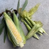 【北海道上富良野産】朝採り！トウモロコシ＆ヤングコーン 富良野の夏の味覚セット♪