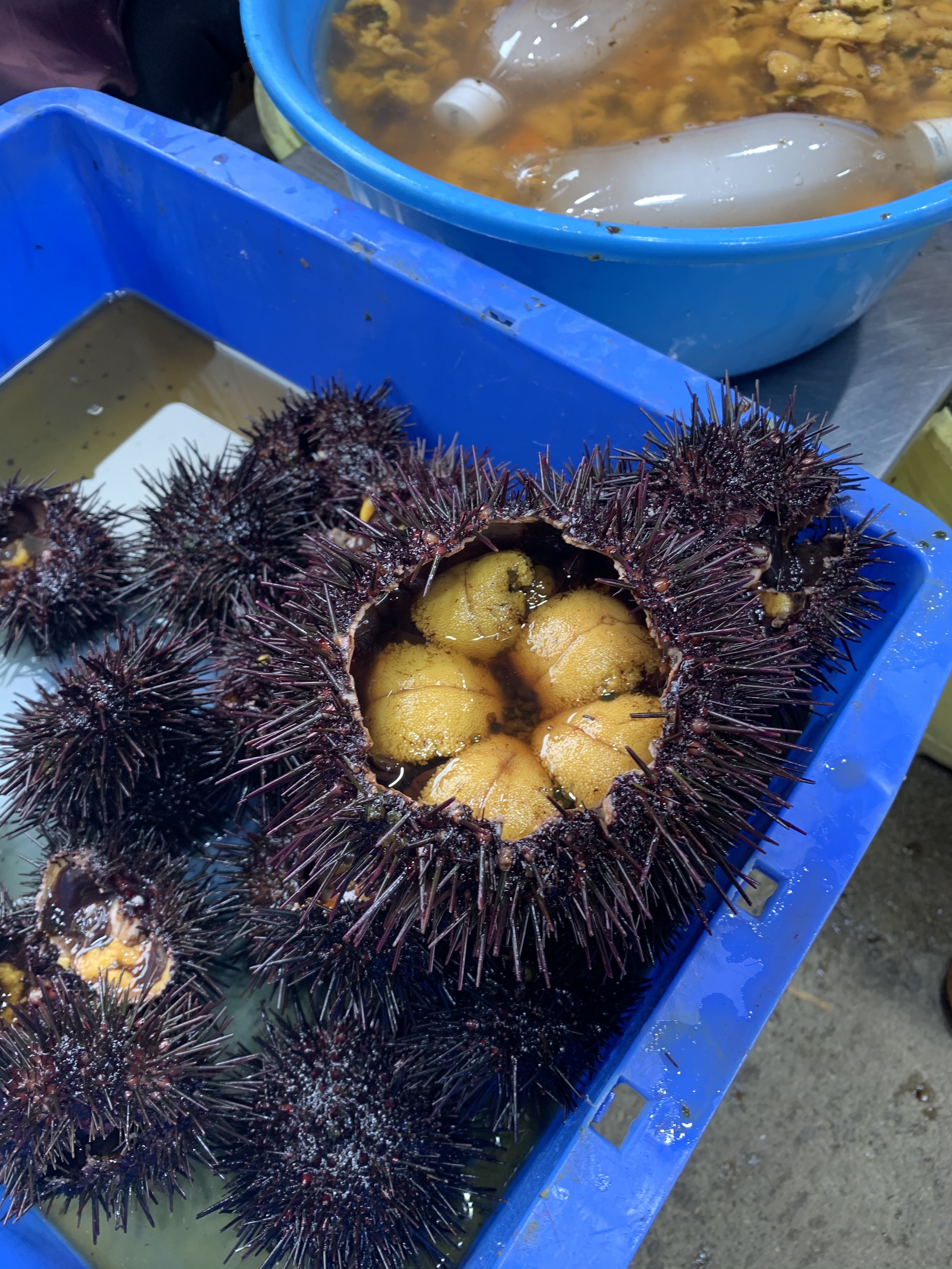 天然生ウニ ４パックセット 漁師直送 北三陸八戸産 農家漁師から産地直送の通販 ポケットマルシェ