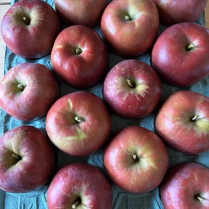 【訳アリ】『紅玉』大玉14個 青森県産りんご シブ、サビ、ヤケ！加工用などに！