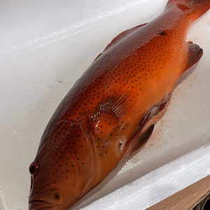 【魚突き】【捕獲動画あり】スジアラ（アカジン）1.6kg 鱗、内臓処理済