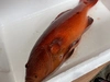 【魚突き】【捕獲動画あり】スジアラ（アカジン）1.6kg 鱗、内臓処理済