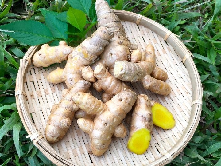 100g】健康茶にもお料理にも！沖縄産自然栽培春ウコン 粉末｜干し野菜・野菜パウダーの商品詳細｜ポケットマルシェ｜産地直送で旬の食材が生産者(農家・漁師)から届く