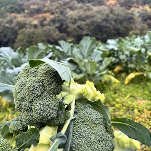 朝採り歯応え風味抜群低農薬ブロッコリー