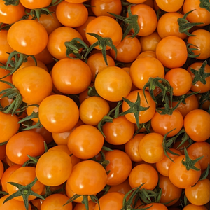 ★2024年★サンオレンジ★新規就農26歳が作るミニトマト