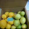 限定品！グリーン&イエローレモン！皮ごと使える国産ユーレカレモンたっぷり2㎏