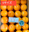 【数量限定】樹上熟成 有田みかん 夕やけみかん（Sサイズ・懐かしの甘さ）