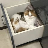 ビビアン