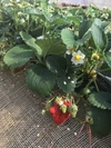 特別栽培イチゴ 1.1kg （紅ほっぺ・プレミアムパック)