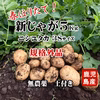 新じゃがいも(ニシユタカ)土付き 5kg 3Sサイズ(規格外) 煮っころがしに