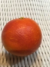 竹吉園　10箱限定　お試し3種プラス1種　春の旬の柑橘詰め合わせ　おまけ