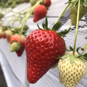 いちごさん(240g×2)